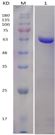 12% SDS-PAGE analysis profiles of purified PA3115-25-463 (CBB stained).